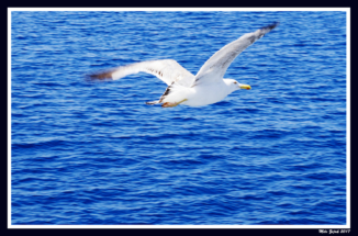Galeb na moru