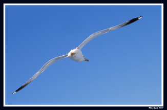 Galeb1