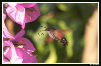 SONY DSC