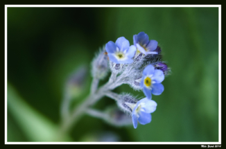 SONY DSC