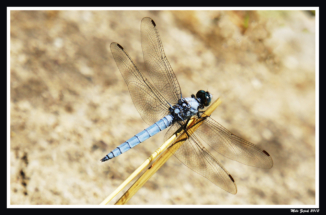 SONY DSC